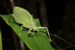 Mastighaphoides haffneri