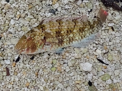 Sparisoma chrysopterum