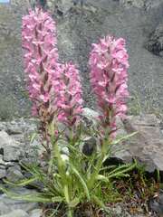 Pedicularis lanata