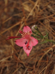 Alstroemeria ligtu ligtu