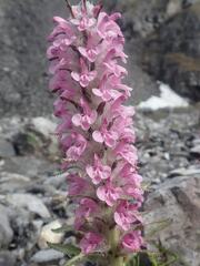 Pedicularis lanata