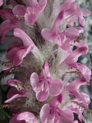 Pedicularis lanata