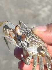 Ocypode occidentalis