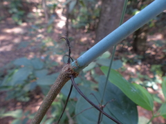 Reissantia grahamii