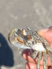 Ocypode occidentalis