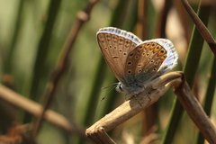 Polyommatus escheri