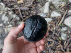 Diospyros nigra