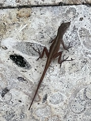 Anolis sagrei