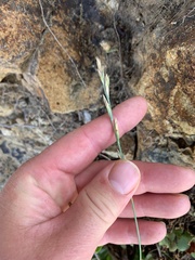 Anthosachne kingiana multiflora