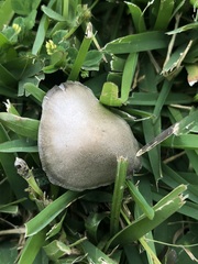 Panaeolus