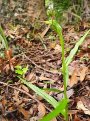 Pterostylis agathicola