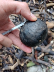 Diospyros nigra