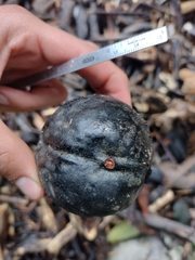 Diospyros nigra
