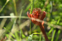 Haemanthus coccineus