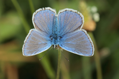 Polyommatus escheri