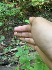 Agrimonia rostellata