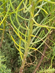 Senecio blochmaniae