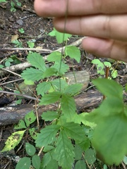 Agrimonia rostellata