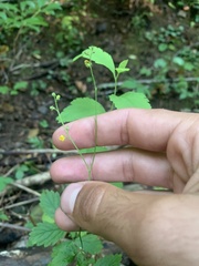 Agrimonia rostellata