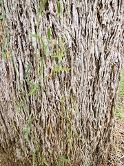Vicia acutifolia