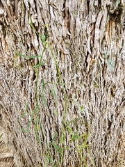 Vicia acutifolia