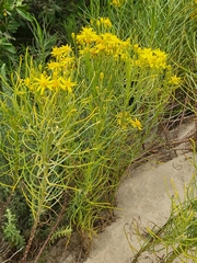 Senecio blochmaniae