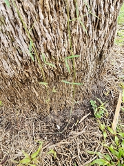 Vicia acutifolia