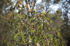 Eucalyptus populnea
