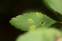 Lasioptera spiraeafolia