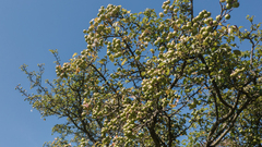 Malus sylvestris