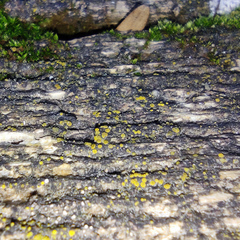 Athallia pyracea
