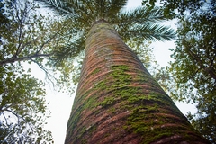 Jubaea chilensis