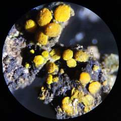 Athallia pyracea