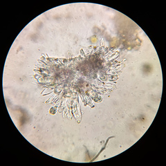 Athallia pyracea