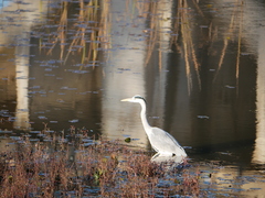 Ardea cinerea