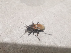 Carabus melancholicus