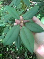 Rhododendron minus