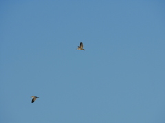 Nycticorax nycticorax