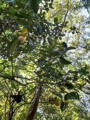 Posoqueria latifolia