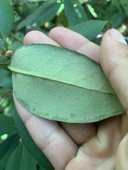Rhododendron minus