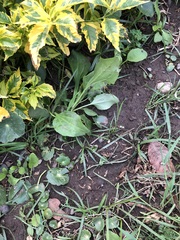 Plantago