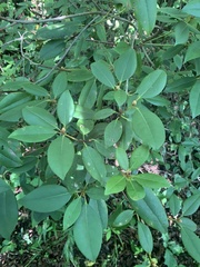 Rhododendron minus