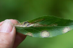 Phytomyza albiceps group