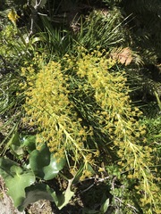 Aciphylla takahea