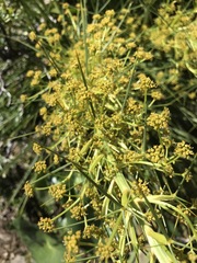 Aciphylla
