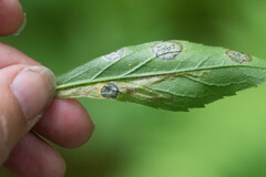 Phytomyza albiceps group