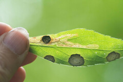 Phytomyza albiceps group