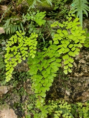 Adiantum tenerum