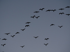 Plegadis falcinellus