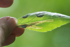 Phytomyza albiceps group